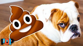 Why Dogs Eat Their Own Poop