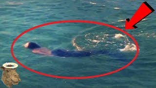 5 Sirenas Captadas En Cámara Y Vistas En La Vida Real