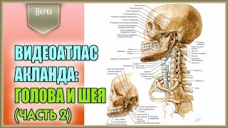 Легендарный видеоатлас доктора Роберта Акланда по анатомии человека. Голова и шея. 2 часть