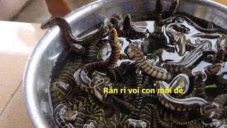 Bán rắn ri voi con giống ở Vĩnh Long 2015