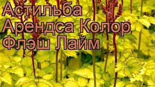 Астильба арендса Колор Флэш Лайм ? обзор: как сажать, саженцы астильбы Колор Флэш Лайм