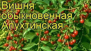 Вишня обыкновенная Апухтинская. Краткий обзор, описание характеристик prunus cerasus Apukhtinskaya