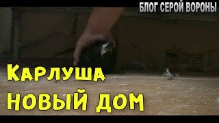 Ручной грач Карлуша, отправляется в новый дом