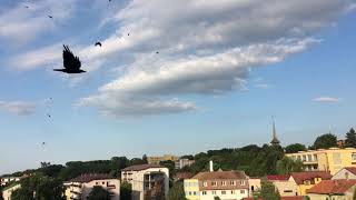 România - Cluj-Napoca رومانيا مدينة كلوج
