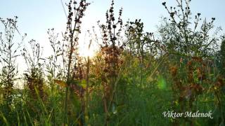Природа. Травы. Пение птиц. Музыка. Релакс. Медитация. Звуки природы. Космос.