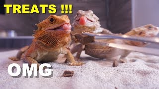 Bearded Dragon Eating "Valentine Chocolate" ?? Bearded Dragon Spa Day 2 !!