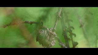 Серебряные острова/Silver Islands - Соловки/Solovki