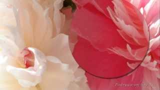 Самая красивая музыка для Души и пионы. Саксофон.Трубач.Peony flowers. Podryga-on-line.ru