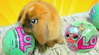 КУКЛЫ ЛОЛ И КРОЛИК БАФФИ! LOL SURPRISE РЕАКЦИЯ ПИТОМЦЕВ