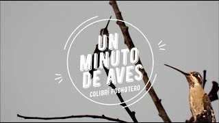 Un Minuto de Aves #55 Colibrí Pochotero