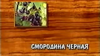 Смородина черная