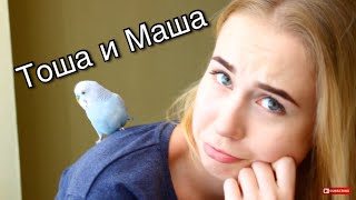 ОЧЕНЬ РУЧНОЙ ПОПУГАЙ ТОША!