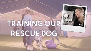 How we're training our rescue dog from South Korea *Amazing tips for dog training*