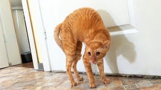 Funny Cats Vines 2017 || FunnyVines