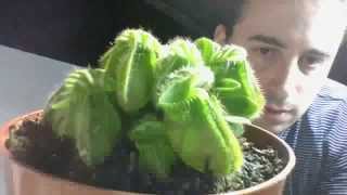 PLANTA CARNIVORA CEPHALOTUS FOLLICARIUS como Regar - Miguel angel