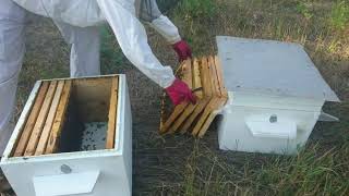 Семья трутовка. Спасаем семью. Новый опыт???.