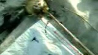 ДОКЛАДЫ, - ОКЛАДЫ, - КЛАДЫ, - ЛАДЫ, - АДЫ  С. КЛЕВЕНКА САРАТОВСКОЙ ОБЛАСТИ ИВАНТЕЕВСКОГО РАЙОНА