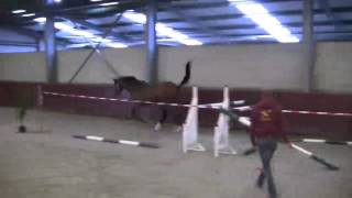 Wadja K Z mare 2009 ( What a Kashmir K Z x Jackson x Nimmerdor )