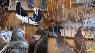 У Золочеві відбулася виставка голубів