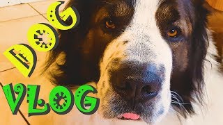 DOGVLOG. Говорящая собака Булат / Собака медведяка Московская сторожевая Булат