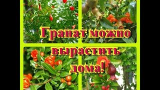 Гранат.  Мне подарили саженец граната!  Особенности посадки !