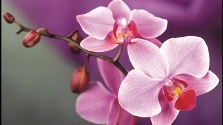 Декупаж бутылки своими руками МАСТЕР-КЛАСС...часть4