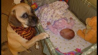 「かわいい犬」 初めて人間の赤ちゃんに会った犬の反応が超おもしろ・