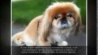 Маленькие породы собак ПЕКИНЕС