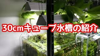30cmキューブ水槽（水草レイアウト）のご紹介