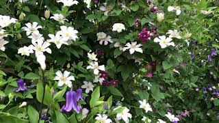 Clematis Huldine | www.gardencrossings.com