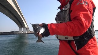 シリーズ浜名湖59 クロダイ好調続く今切れ口 　新居カキ小屋