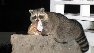 Animals stealing stuff – Funny & cute animals compilation