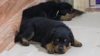Щенки ротвейлера учатся ходить в туалет