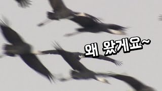 흑두루미는 왜 순천만에서 월동할까?  / YTN 사이언스