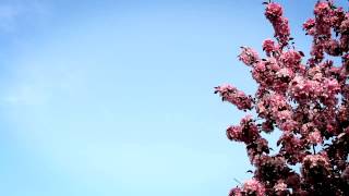 Фон для видеомонтажа Цветущая сирень HD Video Background