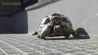すれ違うクサガメの赤ちゃんとリクガメ　Turtle baby and tortoise passing each other