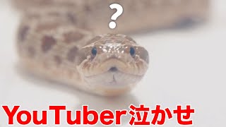 「台風がくると必ずエサを食べなくなる蛇」だったはずが…