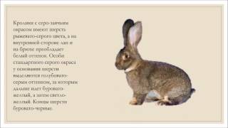 Кролики Великаны .Описание породы.