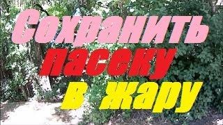 В ульях не осталось пчел в 40* жару. Судоходный канал спасает пасеку от зноя и жары.