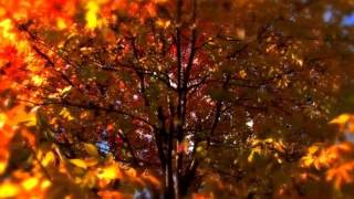 Autumn footage  / Осенний футаж 107