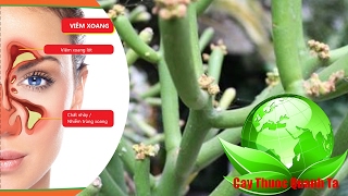 Viêm Xoang 15 năm cũng phải khỏi với bài thuốc từ cây Xương Khô thần dược này - Cay Thuoc Quanh Ta