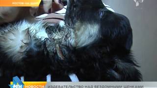 Издевательство над бездомными щенками