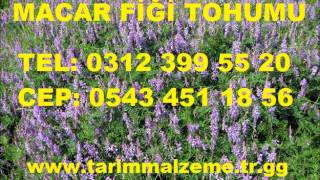 FİĞ TOHUMU,MACAR FİĞİ TOHUMU Tel 0312 399 55 20  www tarimmalzeme tr gg