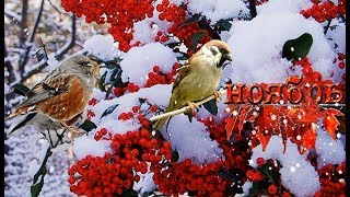 Осенний футаж hd 1