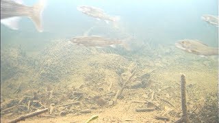 подледная рыбалка на хариуса, РЫБЫ много /ПОДВОДНЫЕ СЪЕМКИ  ноябрь 2019
