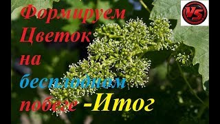 Формируем цветок на бесплодном побеге винограда - 2 часть - Итог