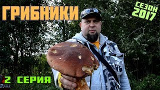 Грибники (Грибы Ленинградской Области 2017, Приозерский район) 2 серия