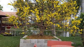 Vừa tìm ra được những cụ mai tiền tỷ tại căn biệt thự nằm giữa lòng tp long xuyên.