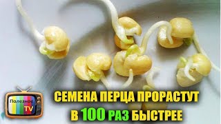 СЕМЕНА ПЕРЦА ПРОРАСТУТ В 100 РАЗ БЫСТРЕЕ ПРИ ТАКОМ ПРОРАЩИВАНИИ