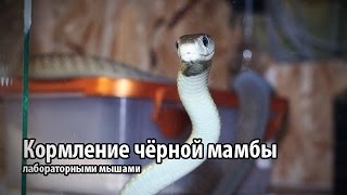Кормление чёрной мамбы мышами